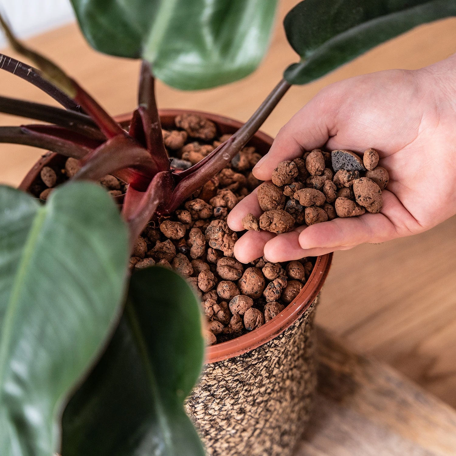 Gro-Sure Hydroleca 10 Litre Bag - Image 4