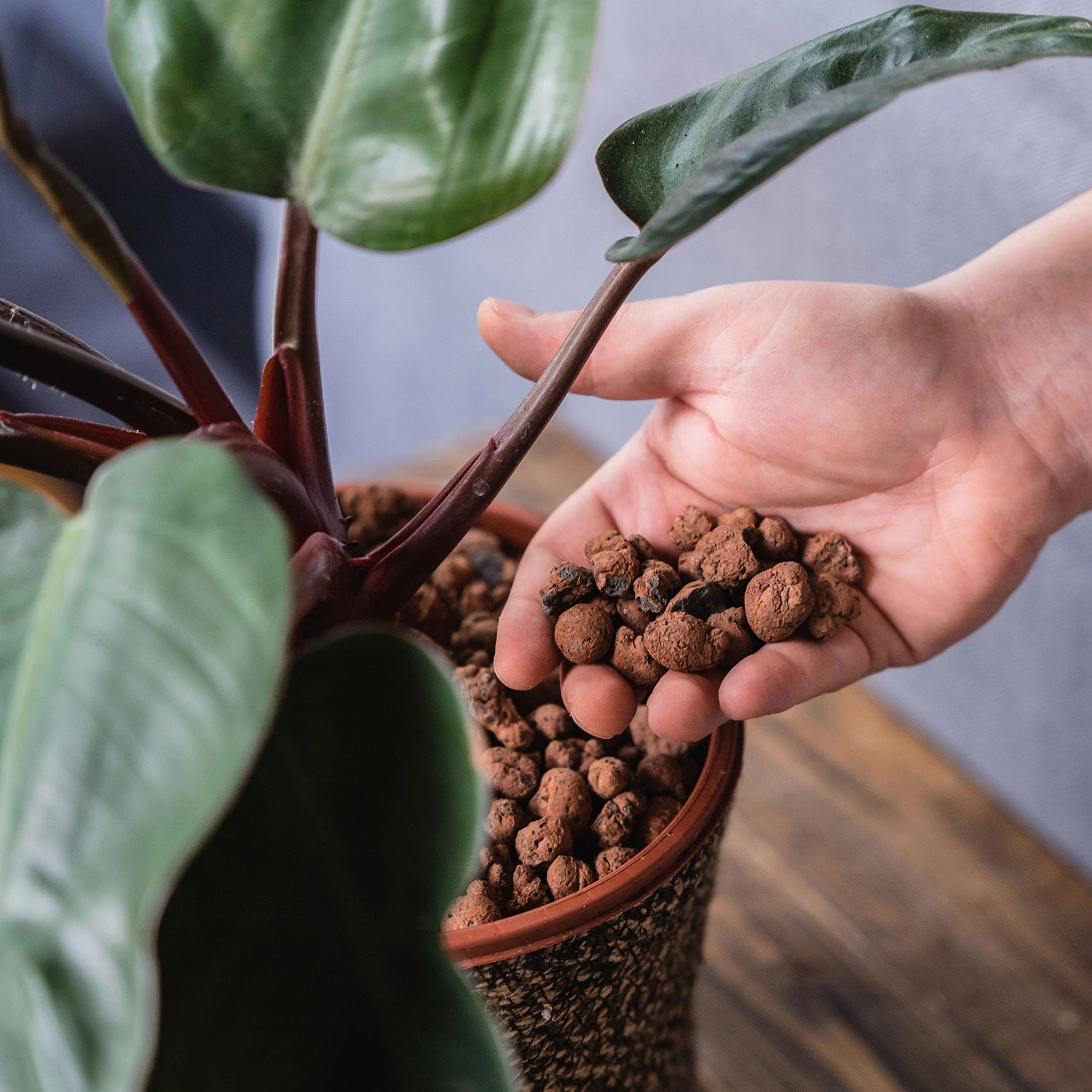 Gro-Sure Hydroleca 10 Litre Bag - Image 2