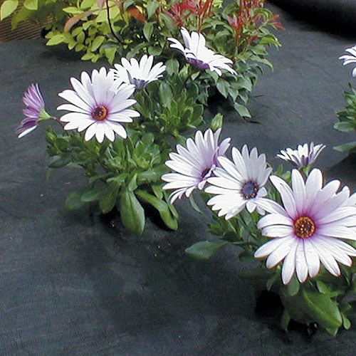 Weed Mulch - Image 7