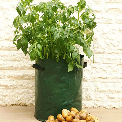 Potato Patio Planters
