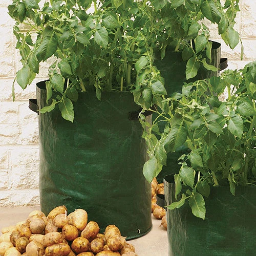 Potato Patio Planters - Image 2
