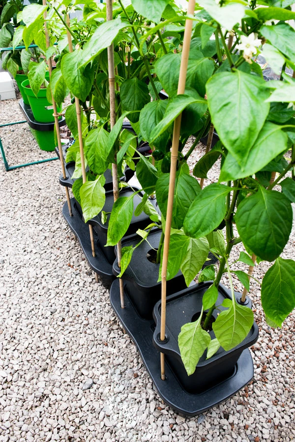 Quadgrow Planter - Image 8