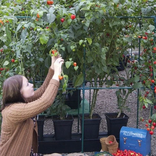 Quadgrow Planter - Image 5