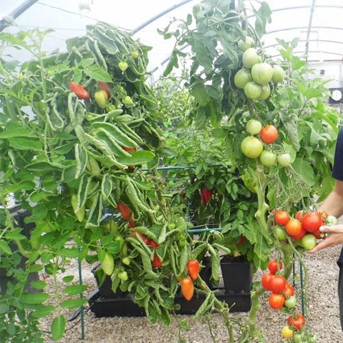 Quadgrow Planter - Image 6